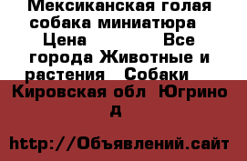 Мексиканская голая собака миниатюра › Цена ­ 53 000 - Все города Животные и растения » Собаки   . Кировская обл.,Югрино д.